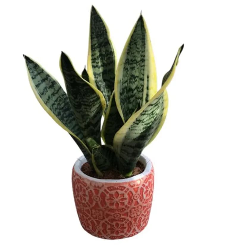 Osmaniye Paşa Kılıcı - Sansevieria Laurentii Anna Siparişi